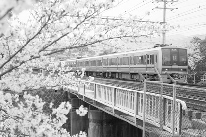 桜満開のさくら夙川駅付近