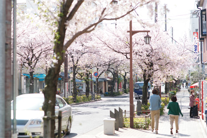 茶屋之町の桜並木
