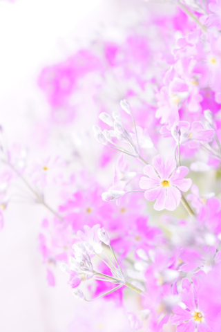 50 花 壁紙 無料 美しい花の画像